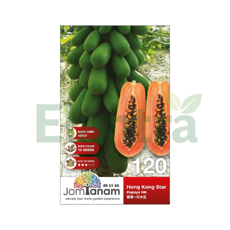 120 PAPAYA HK
